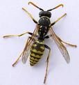 SilverWasp