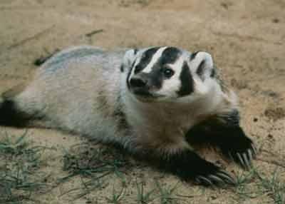 Stoned_Badger